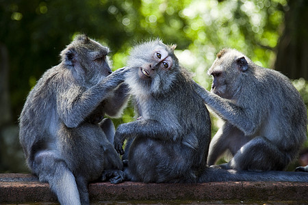 猴子 巴厘岛 印度尼西亚 闪亮多彩的生动主题森林动物护士培育父母母亲猿猴婴儿灵长类荒野图片