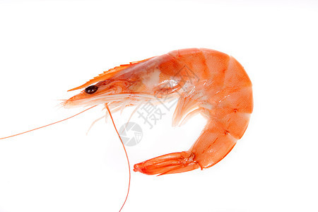 单虾贝类海鲜橙子动物食物饮食盘子老虎甲壳工作室图片