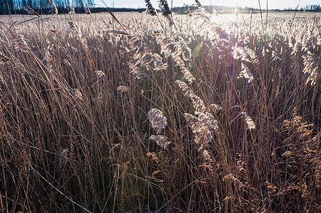 日落时的Reeds植物场地天空背光阴影芦苇环境柳条太阳墙纸图片