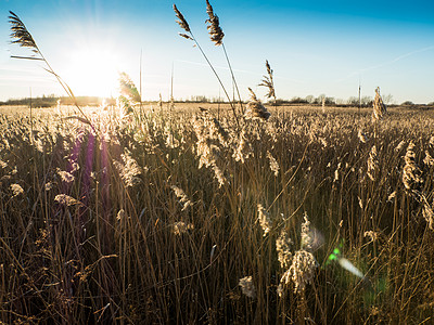 日落时的Reeds天空场地植物环境叶子阴影太阳柳条背光芦苇图片