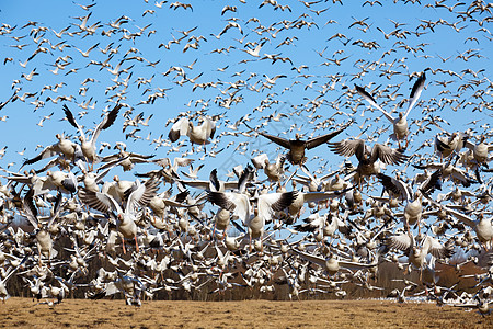 雪鹅飞上天团体乡村天空翅膀野生动物蓝色动物移民白色人群图片