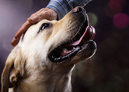 金拉布拉多 彩色饱和概念猎犬血统宠物黄色金发哺乳动物生物棕色毛皮动物图片