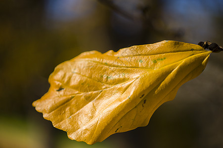 秋树叶详情黄色花园植物红色季节性宏观棕色生活季节绿色背景图片