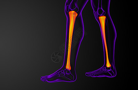 3d为血滴骨的医学插图膝盖腓骨解剖学骨骼图片