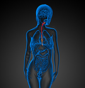 3d 显示食道的插图膀胱医疗胆囊附录食管舌头冒号图片