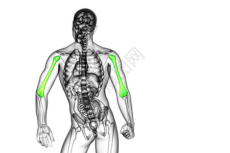 3d为医疗3d插图 骨骨头蓝色艺术手臂电脑黑色生物学解剖学身体图片