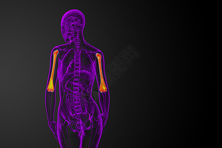 3d为医疗3d插图 骨生物学手臂黑色电脑骨头蓝色解剖学艺术身体背景图片