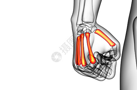 3d 表示对骨骼的医学说明手指肌腱垃圾手腕方阵风湿病指骨掌骨背景图片
