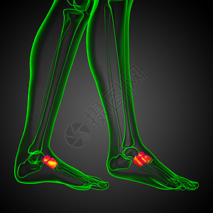 3d为医学上的中脚骨插图手臂手指风湿病方阵骨骼肌腱指骨图片