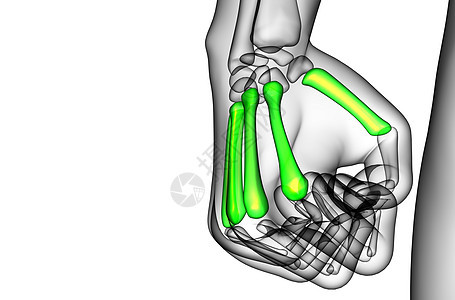 3d 表示对骨骼的医学说明方阵指骨手指风湿病手腕垃圾肌腱掌骨背景图片