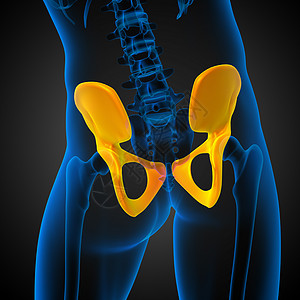 3D 骨盆骨的医学插图子宫医疗解剖学密度骨盆股骨关节软骨骨骼图片