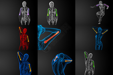 3d为人体骨骼的医学插图医疗骨头身体电脑手臂艺术生物学解剖学黑色蓝色图片