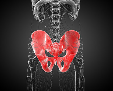 3D 骨盆骨的医学插图密度软骨骨盆解剖学医疗骨骼关节股骨子宫图片