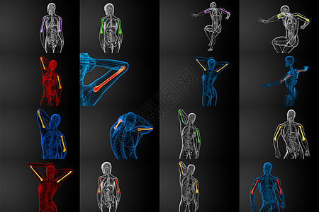 3d为人体骨骼的医学插图解剖学骨头生物学手臂艺术电脑医疗身体黑色蓝色图片