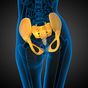 3D 骨盆骨的医学插图密度股骨子宫关节软骨骨盆骨骼医疗解剖学图片