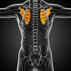 3d为人体骨骼的医学插图肩胛骨胸部脊柱骨头疼痛肋骨骨科躯干锁骨肱骨图片