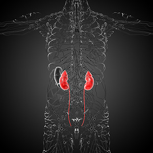 3d为人体肾脏的医学说明腹部尿液输尿管膀胱解剖学科学器官蓝色尿道图片