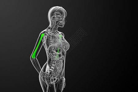 3d为医疗3d插图 骨蓝色手臂骨头艺术电脑生物学身体解剖学黑色图片