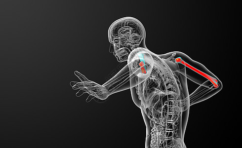 3d为医疗3d插图 骨生物学蓝色骨头黑色电脑解剖学手臂艺术身体背景图片