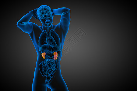 3d为人体肾脏的医学说明解剖学蓝色科学膀胱尿液尿道器官腹部输尿管图片