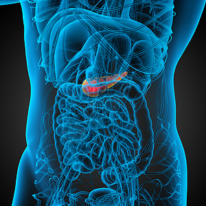3d 向医生展示了无脊椎动物的病历胆囊胆道胰腺医疗胰脏器官膀胱图片