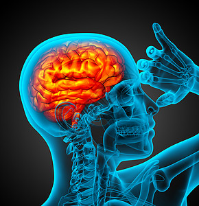 3d为人体大脑的医学插图颅骨中脑小脑髓质垂体嗅觉杏仁图片