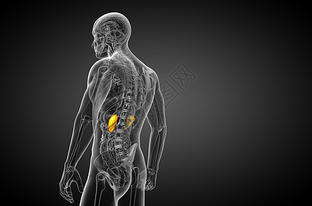 3d为人体肾脏的医学说明腹部科学输尿管膀胱解剖学尿道蓝色尿液器官图片