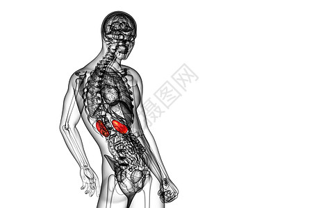 3d为人体肾脏的医学说明解剖学腹部膀胱蓝色输尿管器官科学尿道尿液图片