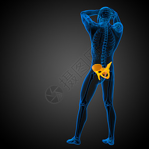 3d为骨盆骨骼的医学插图密度软骨股骨医疗关节子宫图片