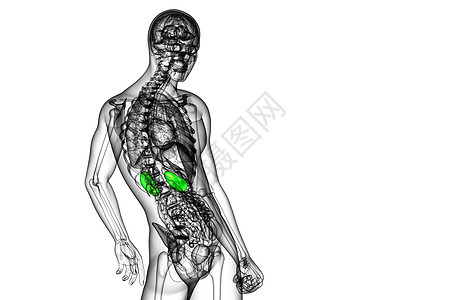 3d为人体肾脏的医学说明输尿管尿道器官解剖学膀胱尿液蓝色科学腹部图片