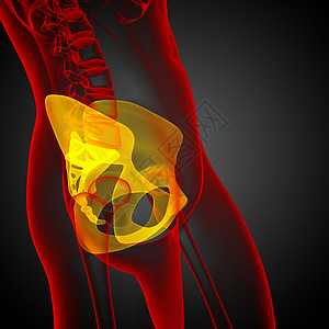 3d为骨盆骨骼的医学插图密度子宫股骨软骨关节医疗图片