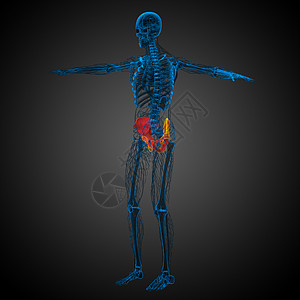 3d为骨盆骨骼的医学插图医疗关节子宫密度软骨股骨图片