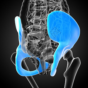 3d为骨盆骨骼的医学插图密度关节子宫股骨医疗软骨背景图片