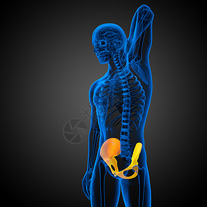 3d为骨盆骨骼的医学插图股骨关节子宫密度软骨医疗图片