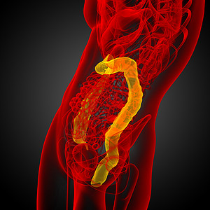 3d为人体肠道的医学插图冒号解剖学生物学疾病图片
