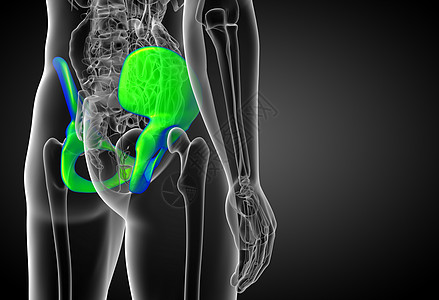 3d为骨盆骨骼的医学插图股骨医疗密度子宫软骨关节图片
