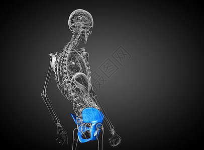 3d为骨盆骨骼的医学插图子宫软骨医疗密度股骨关节图片