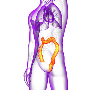 3d为人体肠道的医学插图生物学解剖学冒号疾病图片