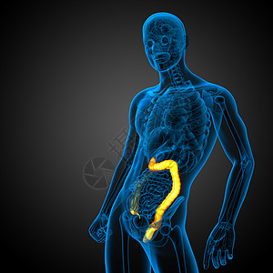 3d为人体肠道的医学插图疾病生物学冒号解剖学图片