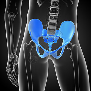 3D 骨盆骨的医学插图软骨骨盆骨骼子宫股骨密度医疗关节图片