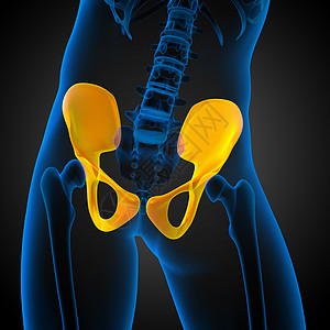 3D 骨盆骨的医学插图软骨密度医疗子宫股骨骨盆关节骨骼图片