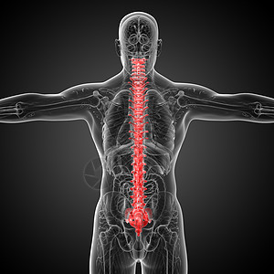 3d为人体脊椎的医学插图椎骨骨干背痛腰椎骨头胸椎生物学医疗骨骼颈椎病图片
