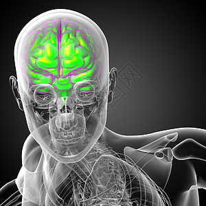 3D 大脑医学插图中脑颅骨小脑髓质杏仁垂体嗅觉图片