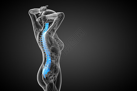 3d为人体脊椎的医学插图腰椎骶骨背痛生物学胸椎解剖学骨骼椎骨骨头颈椎病图片