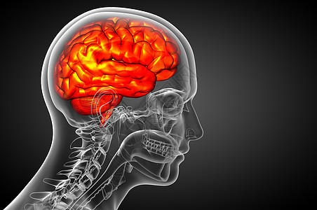 3D 大脑医学插图嗅觉垂体杏仁髓质小脑中脑颅骨图片