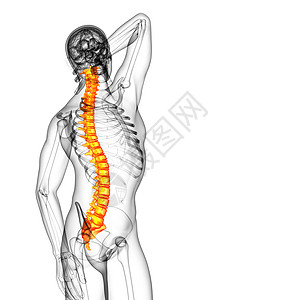 3d为人体脊椎的医学插图背痛骨头生物学腰椎骶骨颈椎病椎骨骨干医疗胸椎图片