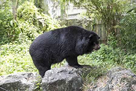 马拉扬太阳熊马来人哺乳动物濒危黑色森林爪子蜂蜜太阳野生动物动物园图片