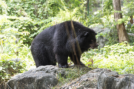 马拉扬太阳熊爪子森林马来人动物园野生动物濒危蜂蜜哺乳动物黑色太阳图片