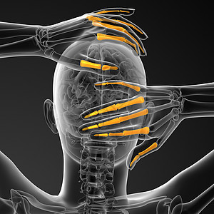 3d 表示人体长颈手的插图风湿病手指肌腱手腕指骨手臂方阵骨骼图片