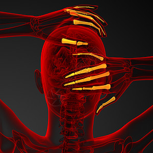 3d 表示人体长颈手的插图手腕风湿病肌腱骨骼指骨方阵手指手臂图片